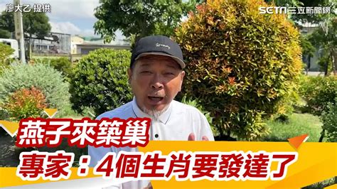 幫燕子 築 巢|燕子築巢＝風水寶地 民俗專家：這「4個生肖」準備在。